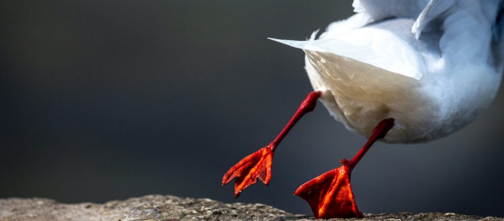 ben-wicks-awZHssr-Ed8-unsplash-1500